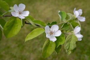 Kdouloň obecná (Cydonia oblonga), květy – Irina Borsuchenko/Shutterstock