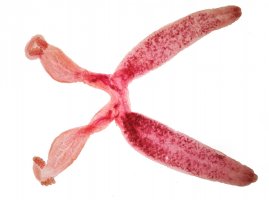 Žábrohlíst dvojitý (Diplozoon paradoxum) pod mikroskopem– D. Kucharski K. Kucharska / Shutterstock