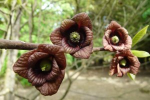 Muďoul trojlaločný (Asimina triloba), květy – Anna Krzywania / Shutterstock