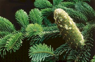 Jedle bělokorá (Abies alba) – COULANGES/Shutterstock