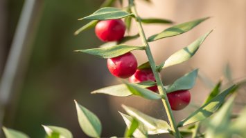 Fylokladia na větvičce listnatce ostnitého (Ruscus aesculathus) – Zoran Milosavljevic / Shuterstock
