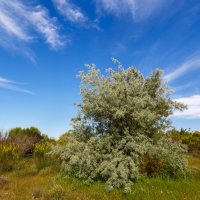 Hlošina úzkolistá (Eleagnus anguatifolia) – LFRabanedo / Shutterstock