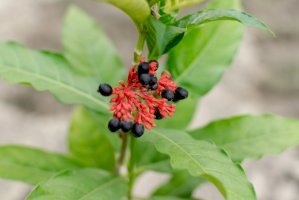 Zmijovice hadová (Rauvolfia serpentina) – Mukund Kumar/Shutterstock