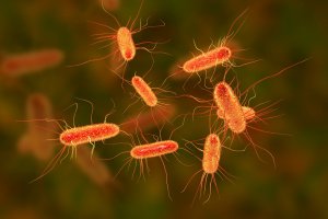 Bakterie Escherichia coli z čeledi Enterobacteraceae, 3D ilustrace – Kateryna Kon / Shutterstock