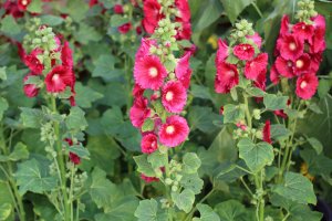 Kvetoucí topolovka růžová (Alcea rosea) – hoanglong / Shutterstock