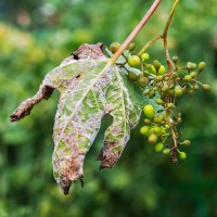 Peronospora – Starover Sibiriak / Shutterstock