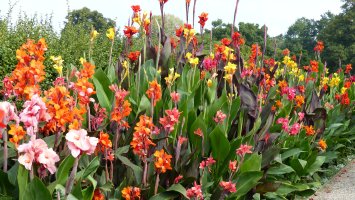 Různobarevně kvetoucí dosny (Canna indica) – guentermanaus / Shutterstock