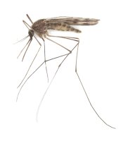 Anofeles čtyřskvrnný (Anopheles maculipennis) – Henrik Larsson / Shutterstock