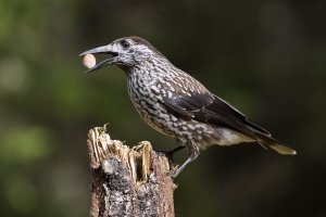 Ořešník kropenatý (Nucifraga caryocatactes) – CezaryKorkosz / Shutterstock