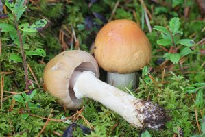 Sluka svraskalá (Cortinarius caperatus / Rozites caperata) – Henri Koskinen / Shutterstock