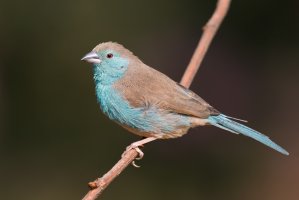 Motýlek angolský (Uraeginthus angolensis) – Dave Montreuil / Shutterstock
