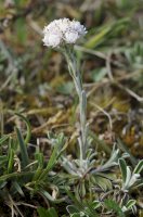 Kociánek dvoudomý (Antennaria dioica) – Martin Fowler/Shutterstock
