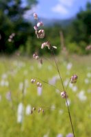 Třeslice prostřední (Briza media) – Vankich1/Shutterstock