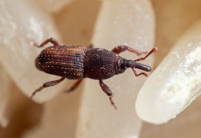 Pilous rýžový (Sitophilus oryzae) – Cherdchai Chaivimol / Shutterstock