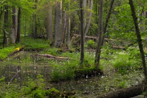 Bělověžský národní park – Michael Schroeder / Shutterstock