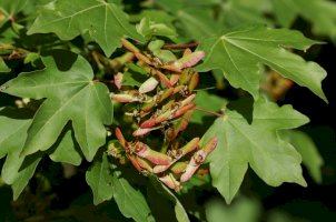 Javor babyka (Acer campestre) – Sandra Standbridge/Shutterstock
