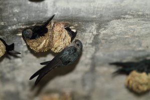 Salangana bělobřichá (Collocalia esculenta) – feathercollector / Shutterstock