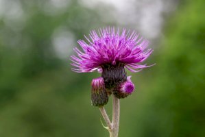 Pcháč potoční (Cirsium rivulare) – Ihor Hvozdetskyi/Shutterstock