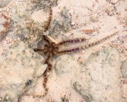 Hadice (Ophiocoma echinata) – Ashish_wassup6730 / Shutterstock
