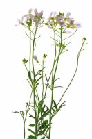 Řeřišnice luční (Cardamine pratensis) – jopelka/Shutterstock