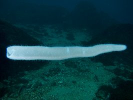 Ohnivka atlantická (Pyrosoma atlanticum) – dlearyous photography / Shutterstock