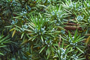 Nohoplod velkolistý (Podocarpus macrophyllus) z rodu Podocarpus – Nikolay Kurzenko / Shutterstock