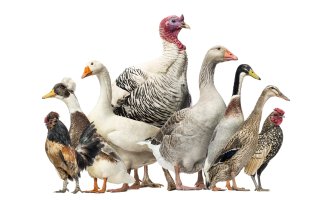 Drůbež – Eric Isselee / Shutterstock