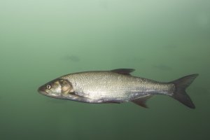Bolen dravý (Aspius aspius) – Rostislav Stefanek / Shutterstock