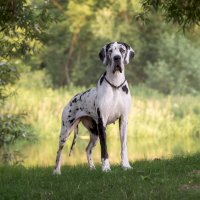 Německá doga – Al_Er/Shutterstock