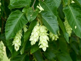 Habrovec habrolistý (Ostrya carpinifolia) – guentermanaus/Shutterstock