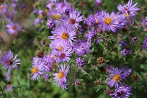 Hvězdnice chlumní (Aster amellus) – Lauren Piasecki/Shutterstock