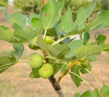 Fíkkovník (Ficus carica), detail větvičky s listy a plody – nicepix / Shutterstock