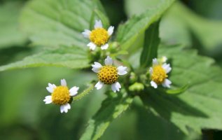 Pěťour malokvětý (Galinsoga parviflora) – Imladris/Shutterstock