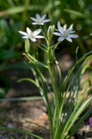 Snědek chocholičnatý (Ornithogalum umbellatum) – Iva Vagnerova/Shutterstock