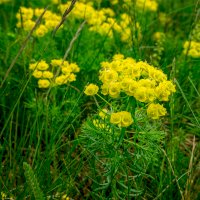 Pryšec chvojka (Euphorbia cyparissias) – Pavel Rumlena/Shutterstock
