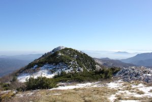 Bjelolasica – amirkinai / Shutterstock