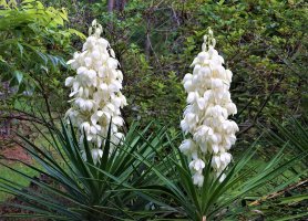 Juka vláknitá (Yucca filamentosa) ze skupiny jukovitých – Ancha Chiangmai / Shutterstock