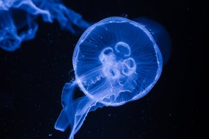 Medúza ušatá (Aurelia aurita) – H. Tanaka / Shutterstock