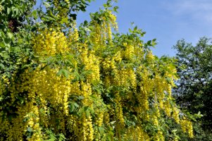 Čimišník stromovitý (Caragana arborescens) – Orest lyzhechka/Shutterstock