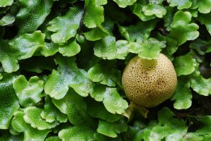 Detail mechorostu mřížkovce kuželovitého (Conocephalus conicus) a houba ostropestřec obecný – Jon Benedictus / Shutterstock