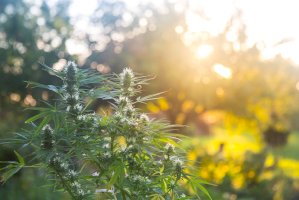 Konopí seté (Cannabis sativa) – Filip Jedraszak/Shutterstock