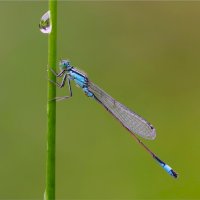 Šidélko větší (Ischnura elegans) – imageBROKER.com/Shutterstock
