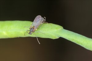 Bejlomorka kapustová (Dasineura brassicae) – Tomasz Klejdysz / Shutterstock