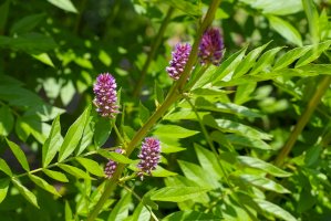 Lékořice lysá (Glycyrrhiza glabra) – LianeM/Shutterstock