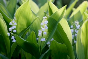 Konvalinka vonná (Convallaria majalis) – LensTravel/Shutterstock