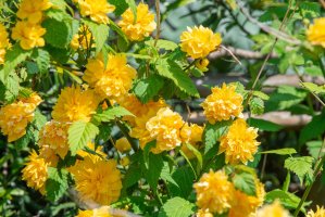 Zákula japonská (Kerria japonica) – Bonjour Sweets / Shutterstock