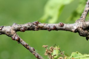 Puklice dubová (Parthenolecanium rufulum) – Kazakov Maksim / Shutterstock