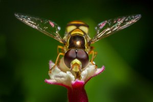 Pestřenka rybízová (Syrphus ribesii) – kajornyot wildlife photography / Shutterstock