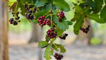Pimentovník pravý (Pimenta officinalis), jeho sušené plody jsou známy jako nové koření – Sudhakar Bisen / Shutterstock
