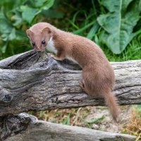 Lasice kolčava (Mustela nivalis) – Stephan Morris / Shutterstock